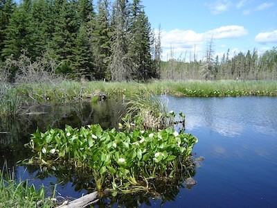 Beaver pond, Lakeland Provincial Park