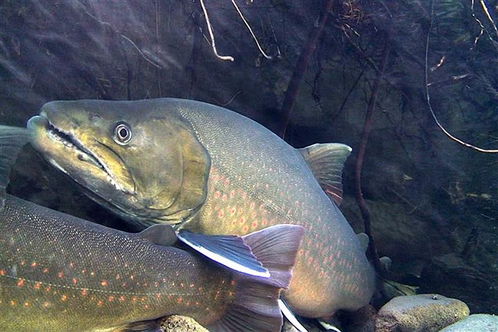 bull trout