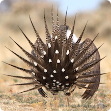 Sage-grouse Conservation in the United States: An Update on the Sage ...