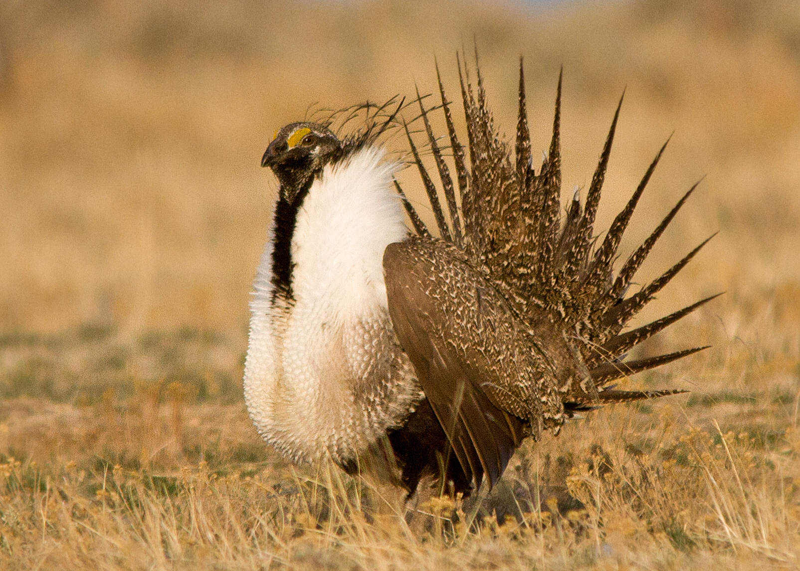 Greater Sage-grouse: A Symbol of the Prairies - Alberta Wilderness ...