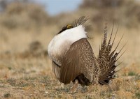 20140216_AWA_EC_Greater_Sage-grouse_RS_comments_website.jpeg