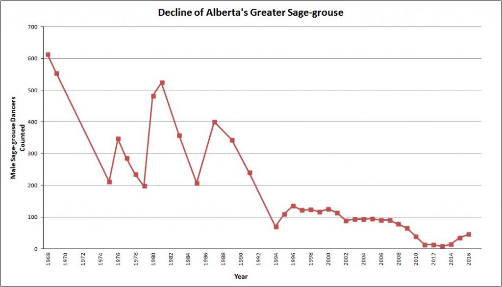 Sage-Grouse - Alberta Wilderness Association