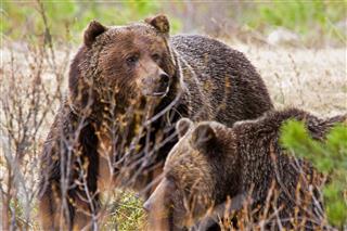 20150409_nr_grizzly_mortality_numbers.jpg