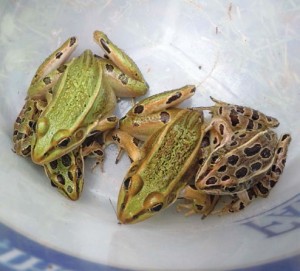 Leopard Frogs, by Loba Wolf [CC BY-SA 3.0 (http://creativecommons.org/licenses/by-sa/3.0)]