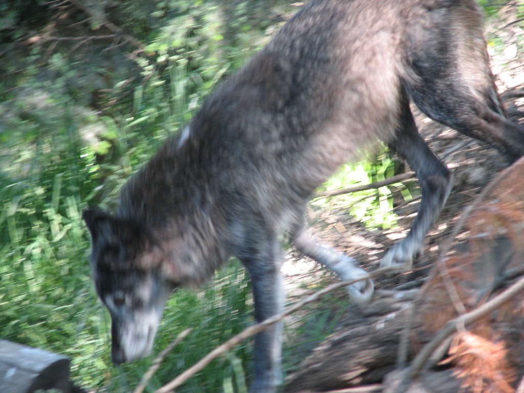 AWA Letter: Alberta Wolf Bounties and Wolf Snaring - Alberta Wilderness ...