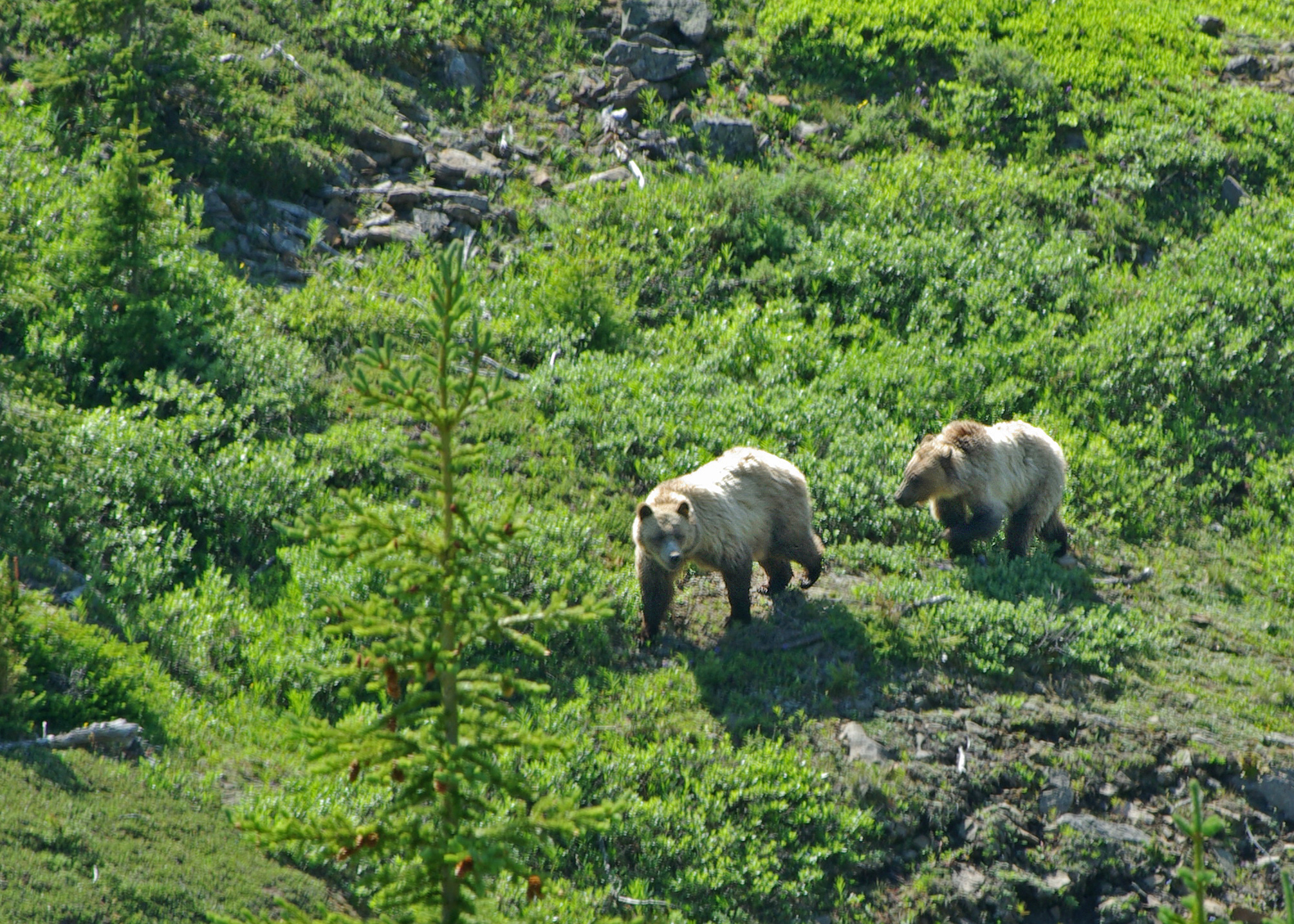 dismal-record-for-alberta-grizzly-bear-deaths-alberta-wilderness