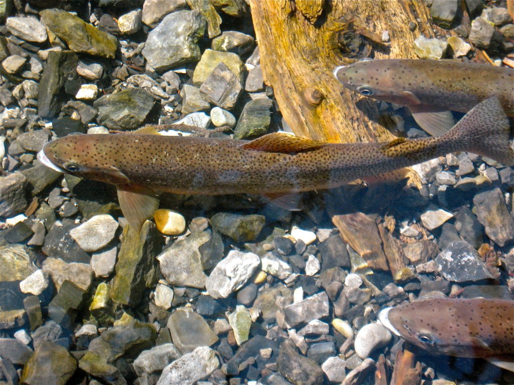 Threatened Westslope Cutthroat Trout Populations Facing Extinction   20160811 Wsct Dmayhood Ask Permission 1024x768 