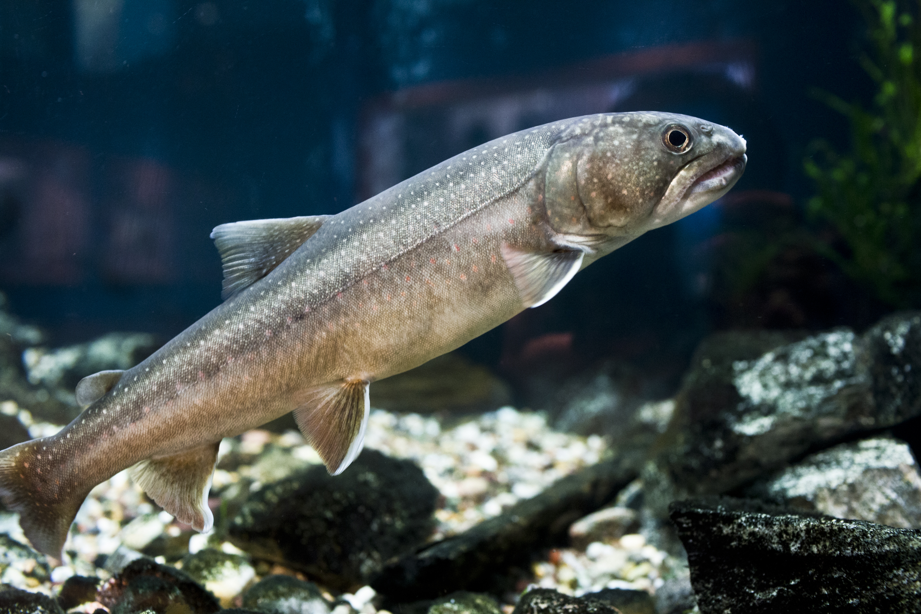 Северная рыба фото. Голец Арктический Даватчан. Голец куорский. Salvelinus – гольцы. Голец Байкальский.