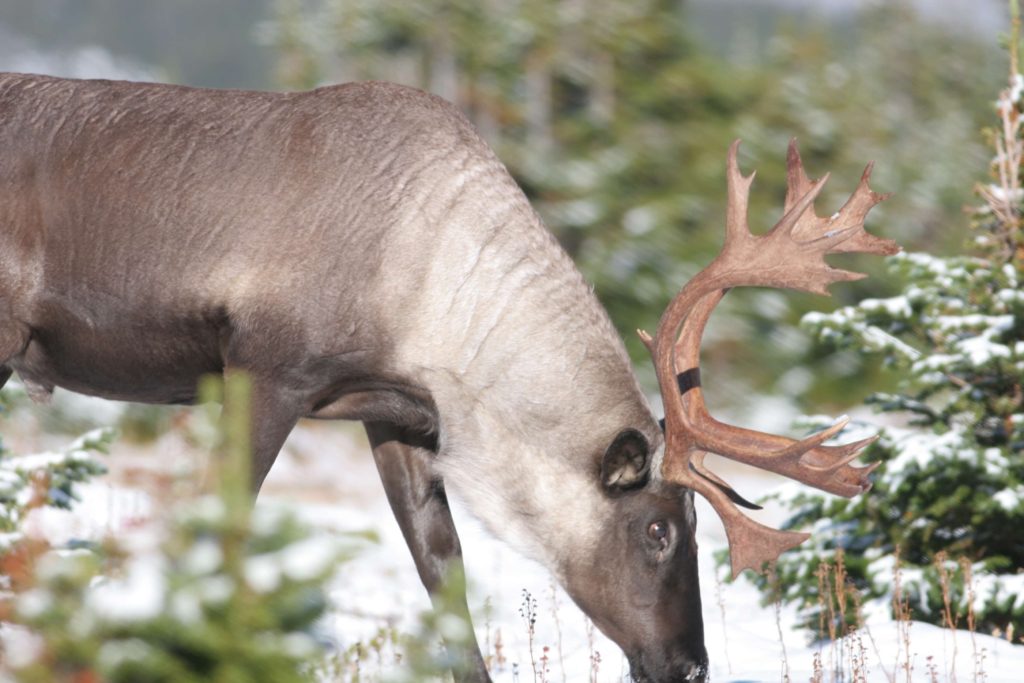 Caribou перевод