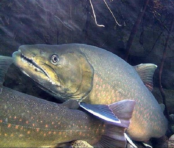 Native Coldwater Fish - Alberta Wilderness Association