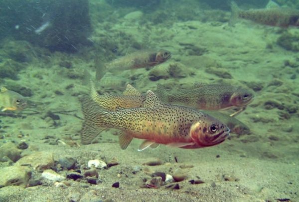 Take Action: Defend Westslope Cutthroat Trout - Alberta Wilderness ...