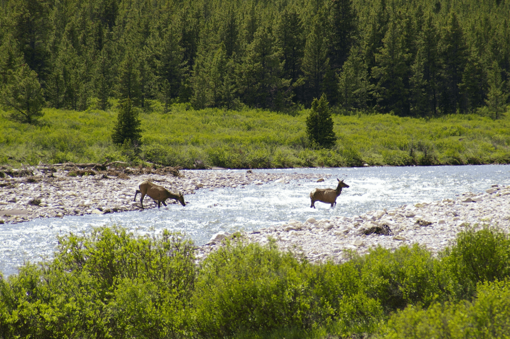 Foothills - Alberta Wilderness Association