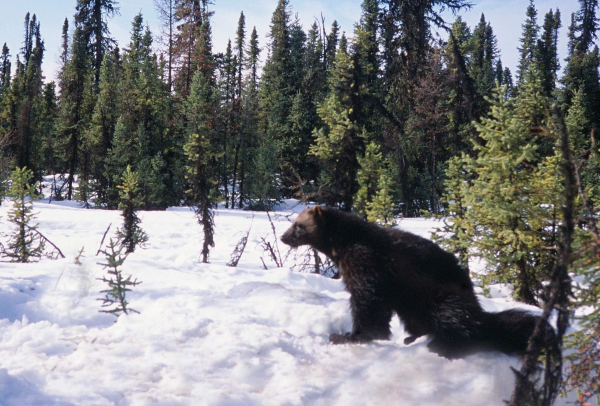 AWA Talk Night - Learn about wolverines!