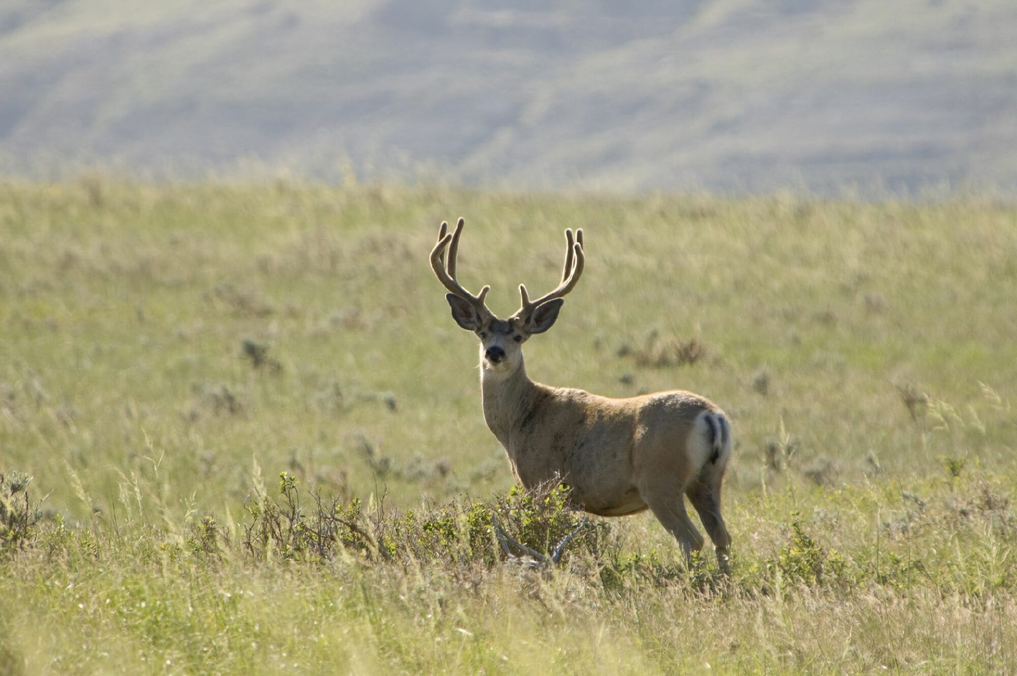 Send a Letter: Oppose the Creation of the Proposed “Harvest Preserves”