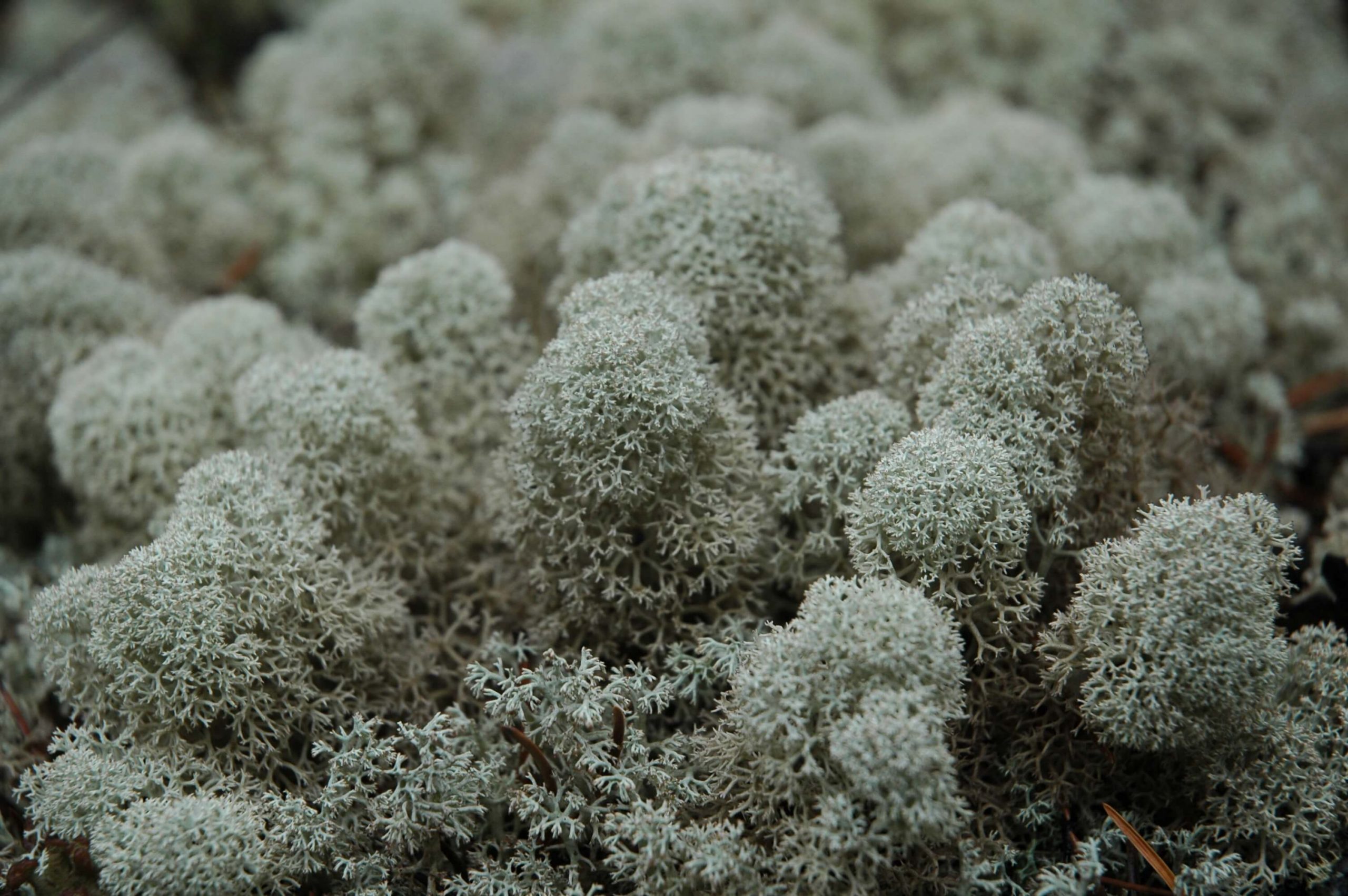 20080900_caribou_lichen_mcclelland_cwearmouth_1_compressed - Alberta ...