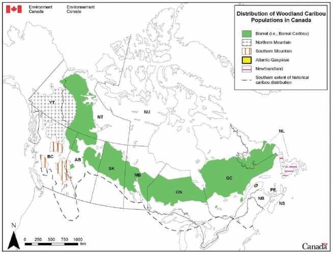 Caribou - Alberta Wilderness Association