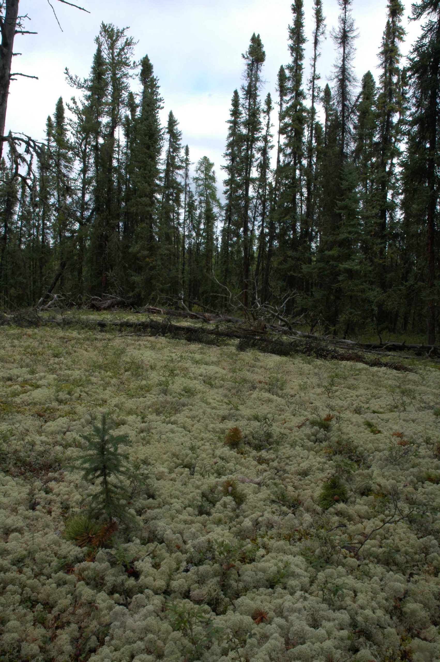 Boreal Forest - Alberta Wilderness Association