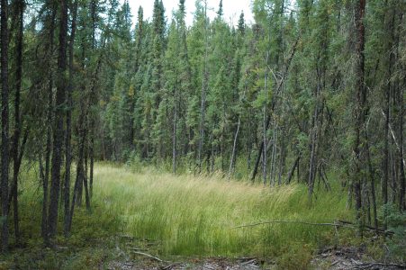 boreal forest climate