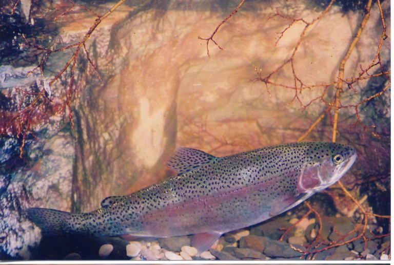 20090521_trout_rainbow_sideview_rblanchard - Alberta Wilderness Association