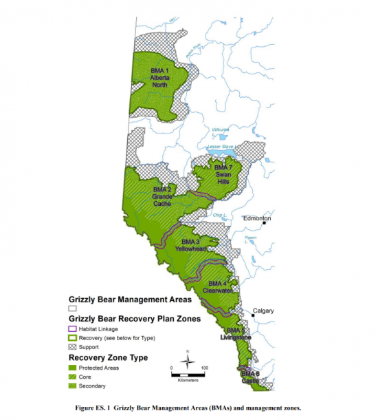 Grizzly Bear - Alberta Wilderness Association