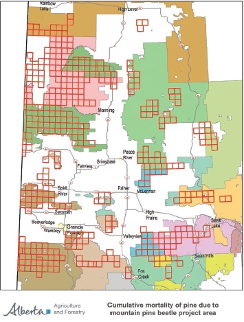 Alberta Mountain Pine Beetle – Lower than predicted impacts ...