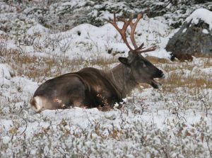 Woodland Caribou Banner