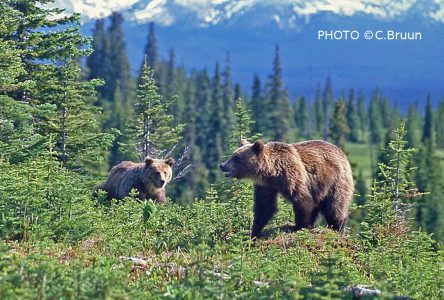 grizzly bear alberta cub bruun bighorn