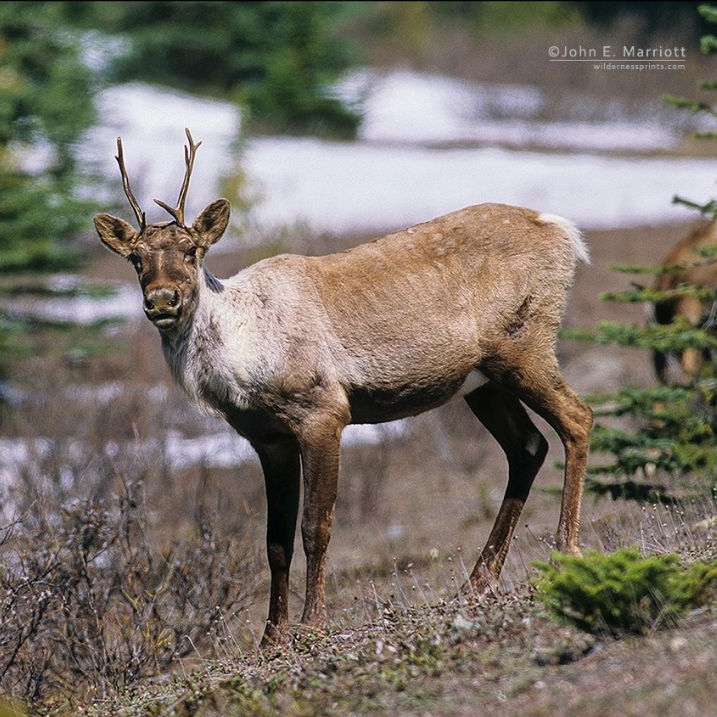 Jasper Caribou. Photo © John E. Marriott, wildernessprints.com