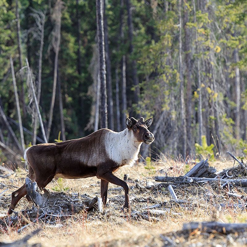 Threatened mountain caribou from the A La Peche herd near Grande Cache, Alberta, Canada. Photo © John E. Marriott.
