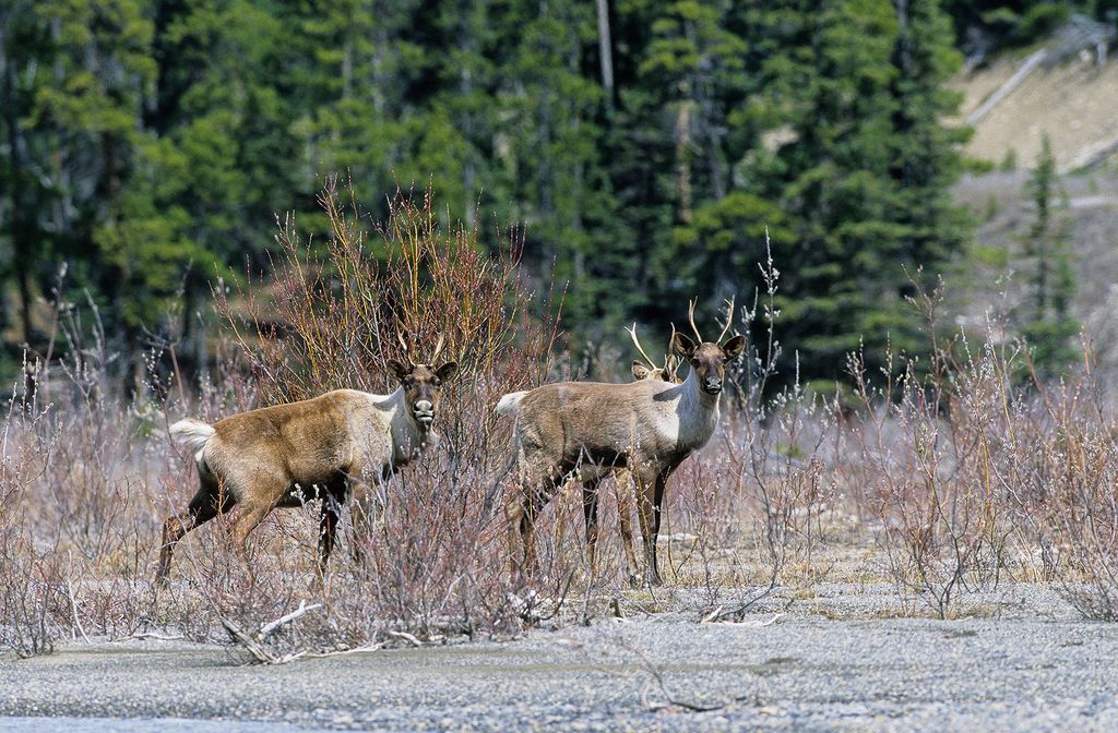 Mountain caribou, Jasper National Park., Alberta. Photo © John E. Marriott.