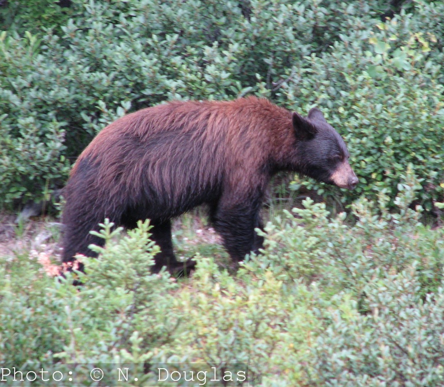 Black Bear Food Baiting and Off-Leash Hunting Dogs Now Allowed in