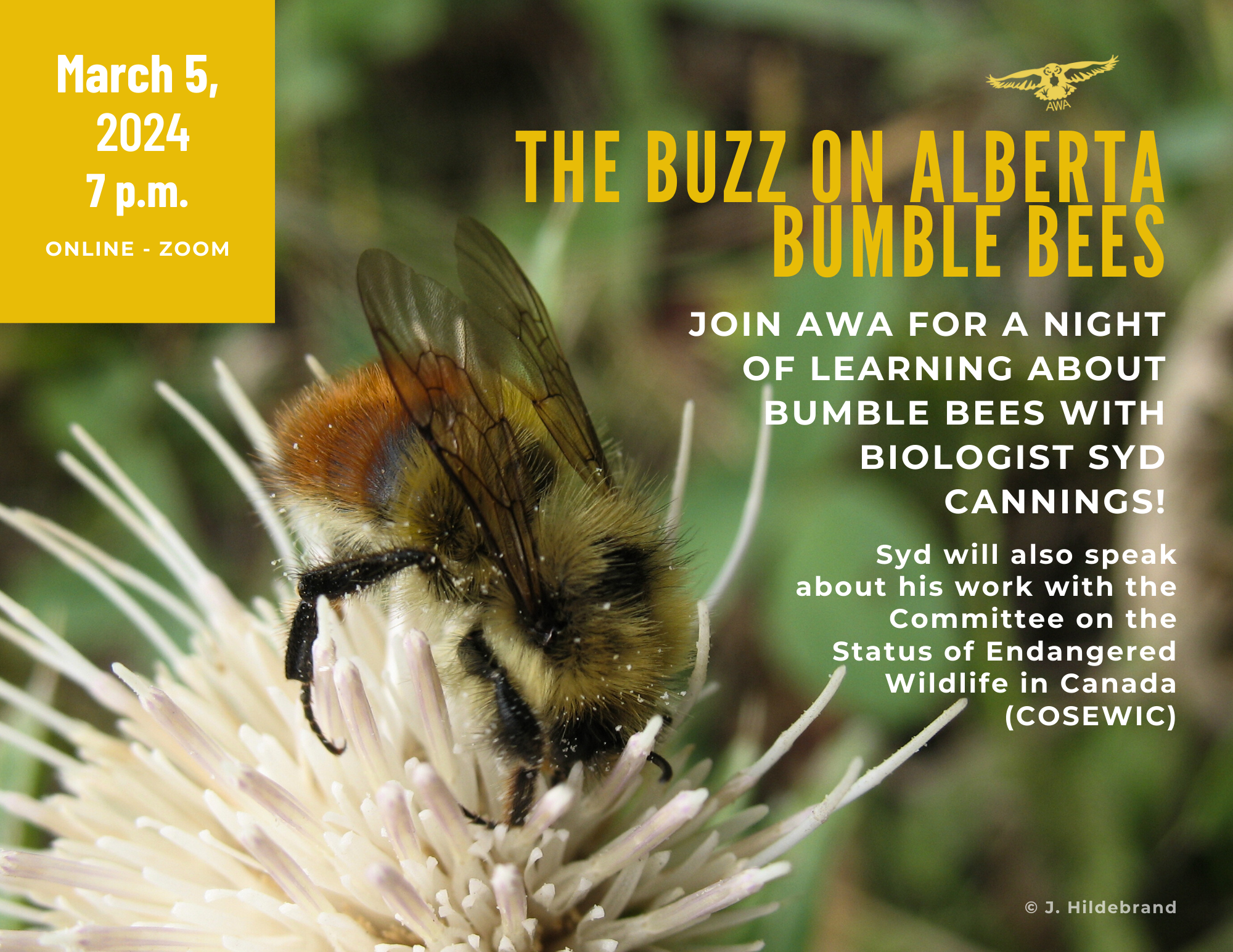 The Buzz on Alberta Bumble Bees - Alberta Wilderness Association