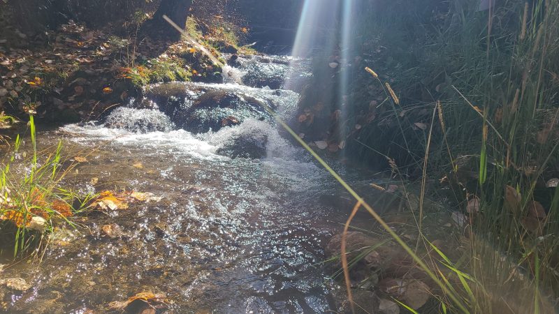 a spring with a small waterfall glistening in a shaft of sunlight