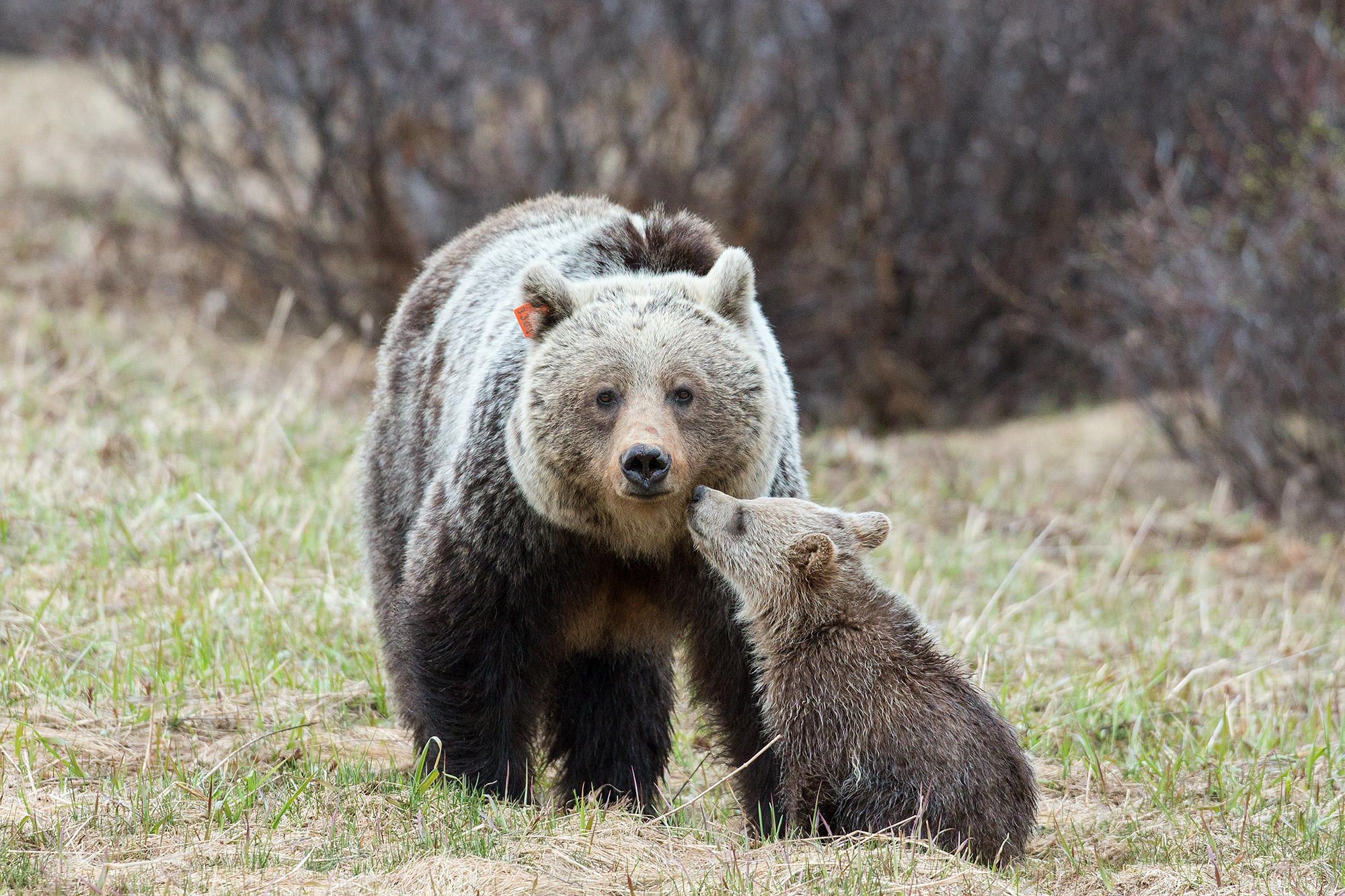 Template: Write A Letter To Stop The Grizzly Bear Hunt - Alberta 