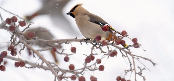 A Reminder to Embrace Environmental Joy