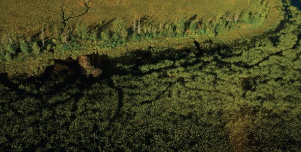 The Oilsands and Biodiversity