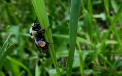Saving the Bee(tles)