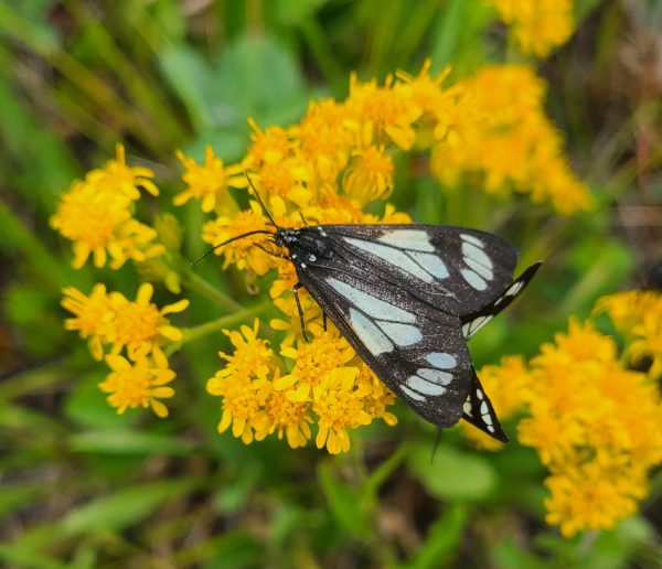 Adventure for Wilderness - Okotoks Pollinator Power