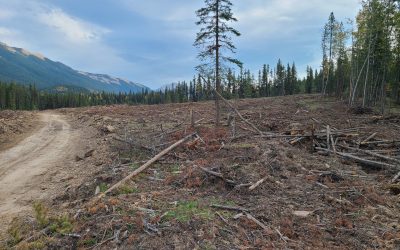 New Report Challenges Canada’s Forest Narrative