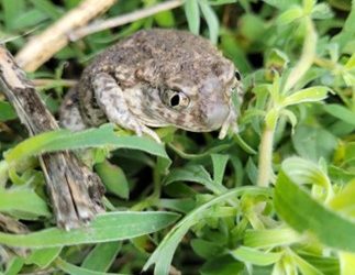 Alberta’s Amphibians — A Timeline