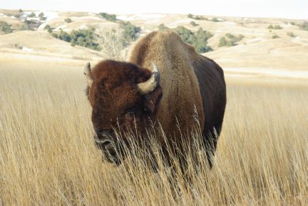 Bison Alberta Wilderness Association